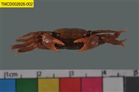 藏品(雙齒近相手蟹)的圖片